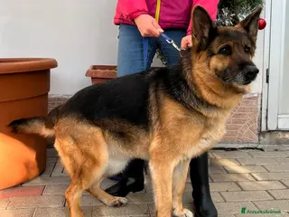 Pastore Tedesco cani FEDE DOLCISSIMA PASTORE TEDESCO - Annuncio 1