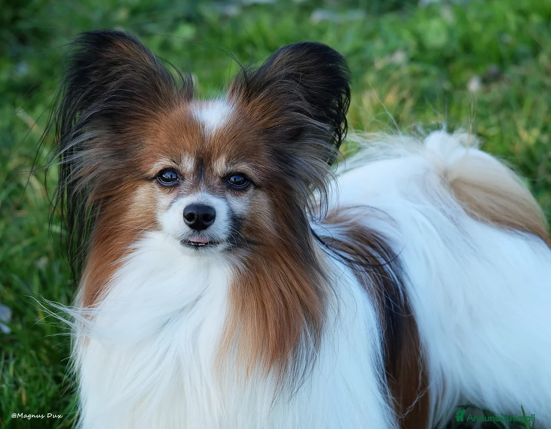 Papillon cani in vendita: Femmina di Papillon - Annuncio 4