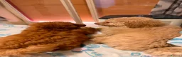 Barboncino cani in vendita: Vendita - Annuncio 1