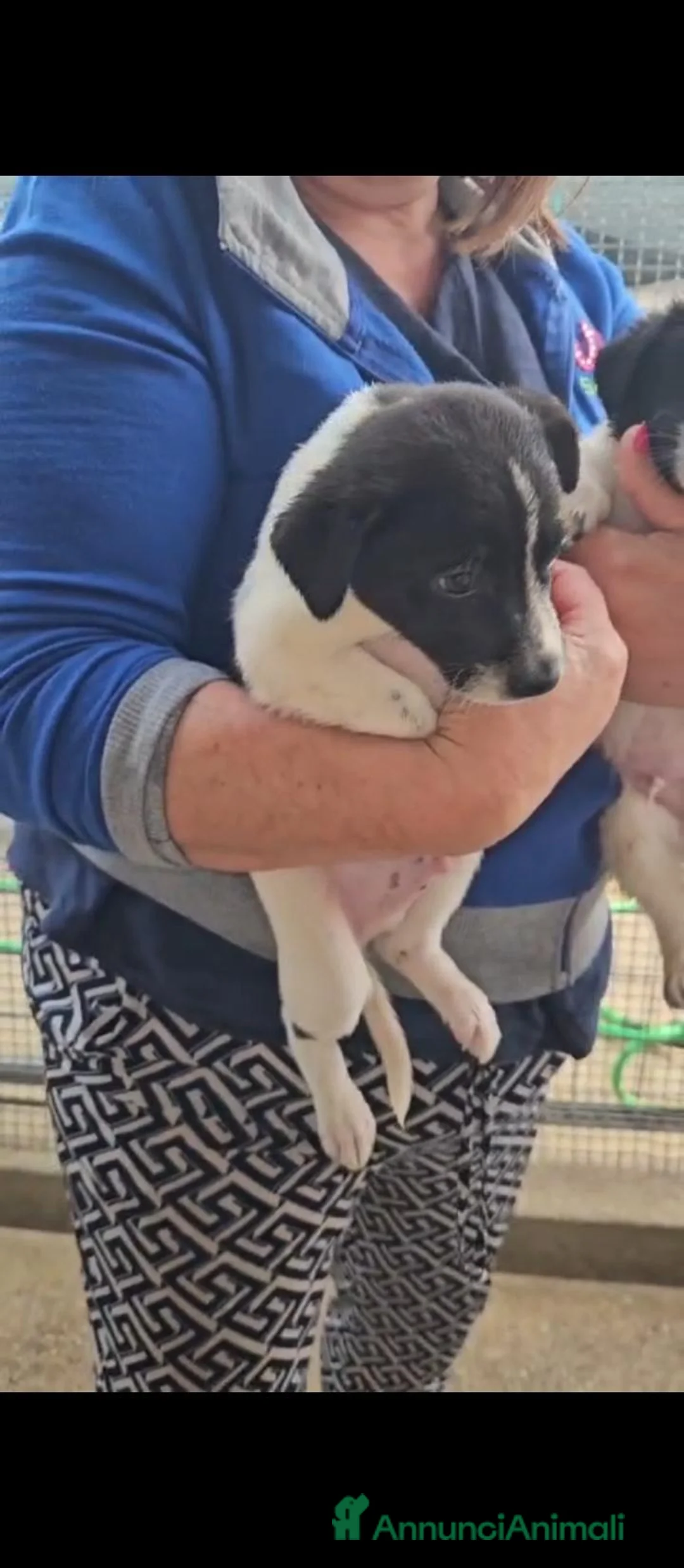 Meticcio cani in regalo: Alan: 2 mesi taglia contenuta  - Annuncio 2