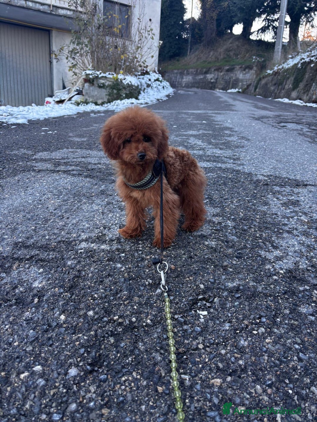 Barboncino Toy cani in vendita: Barboncino Toy con pedegree Enci  - Annuncio 7