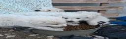 Pastore Abbruzzese Maremmano cani in regalo: Cuccioli maremmani maschi  - Annuncio 2