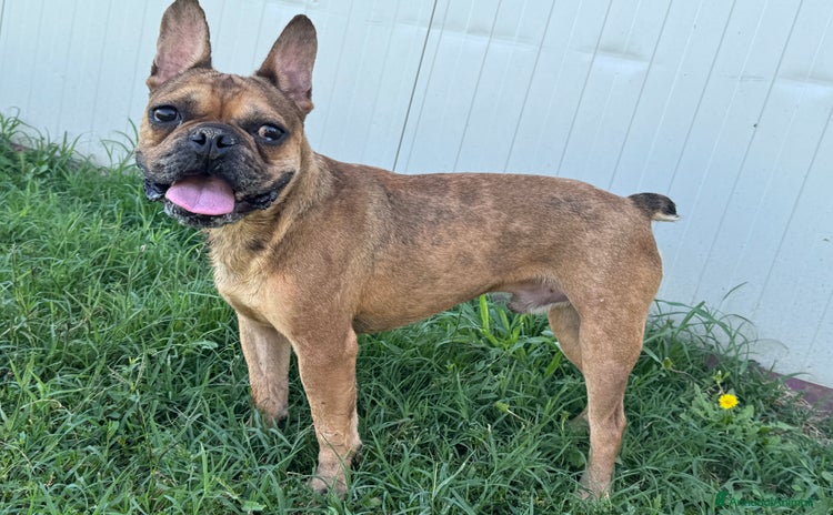 Bulldog Francese cani a Provincia di Ferrara - Annuncio 10