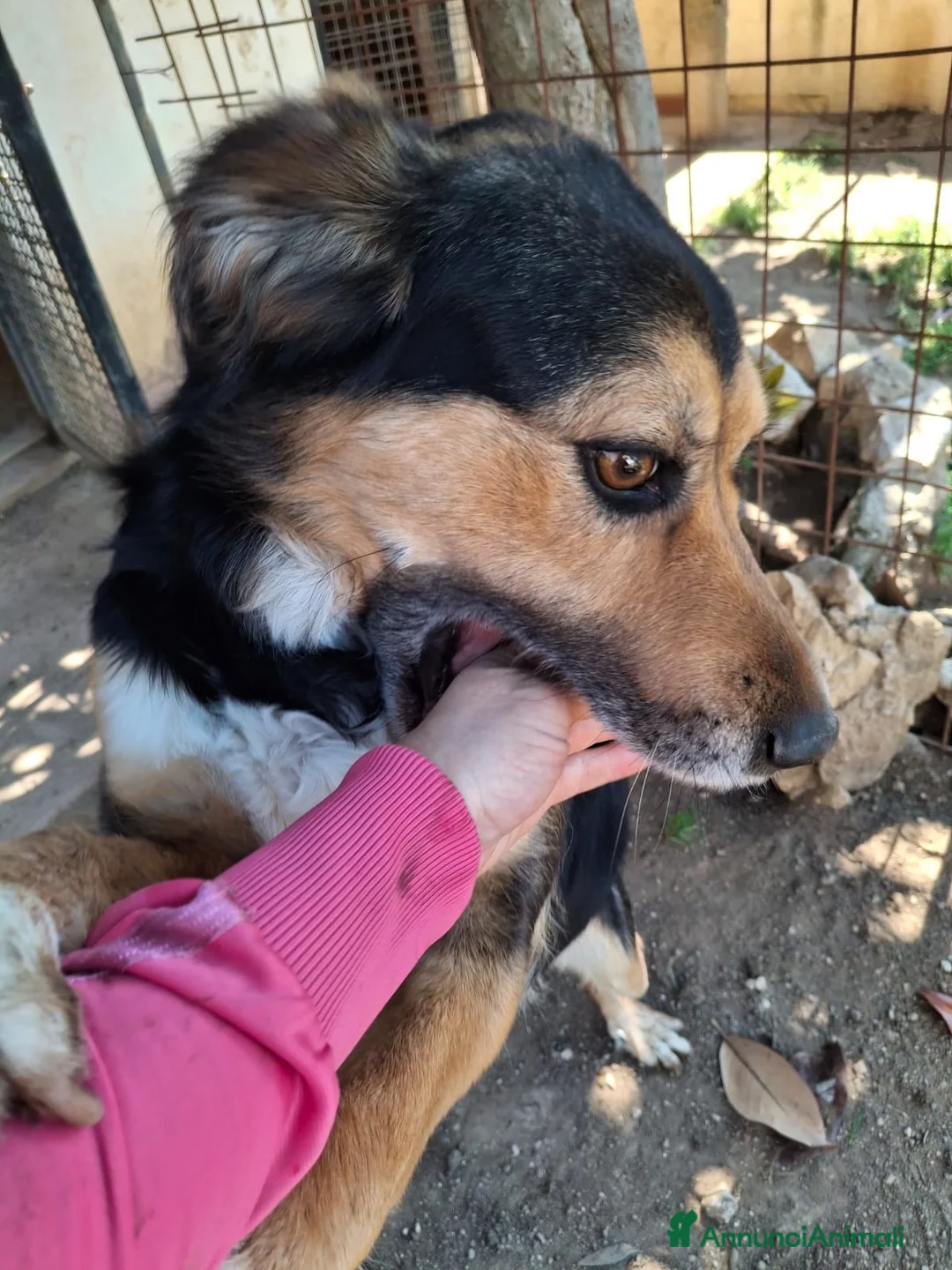 Meticcio cani in regalo: Gigio: 2 anni, socievole, equilibrato - Annuncio 2