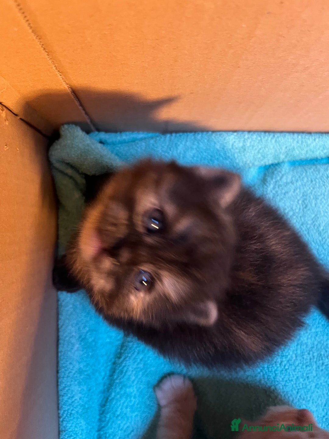 Siberiano gatti in vendita: Gattini siberiani  - Annuncio 5