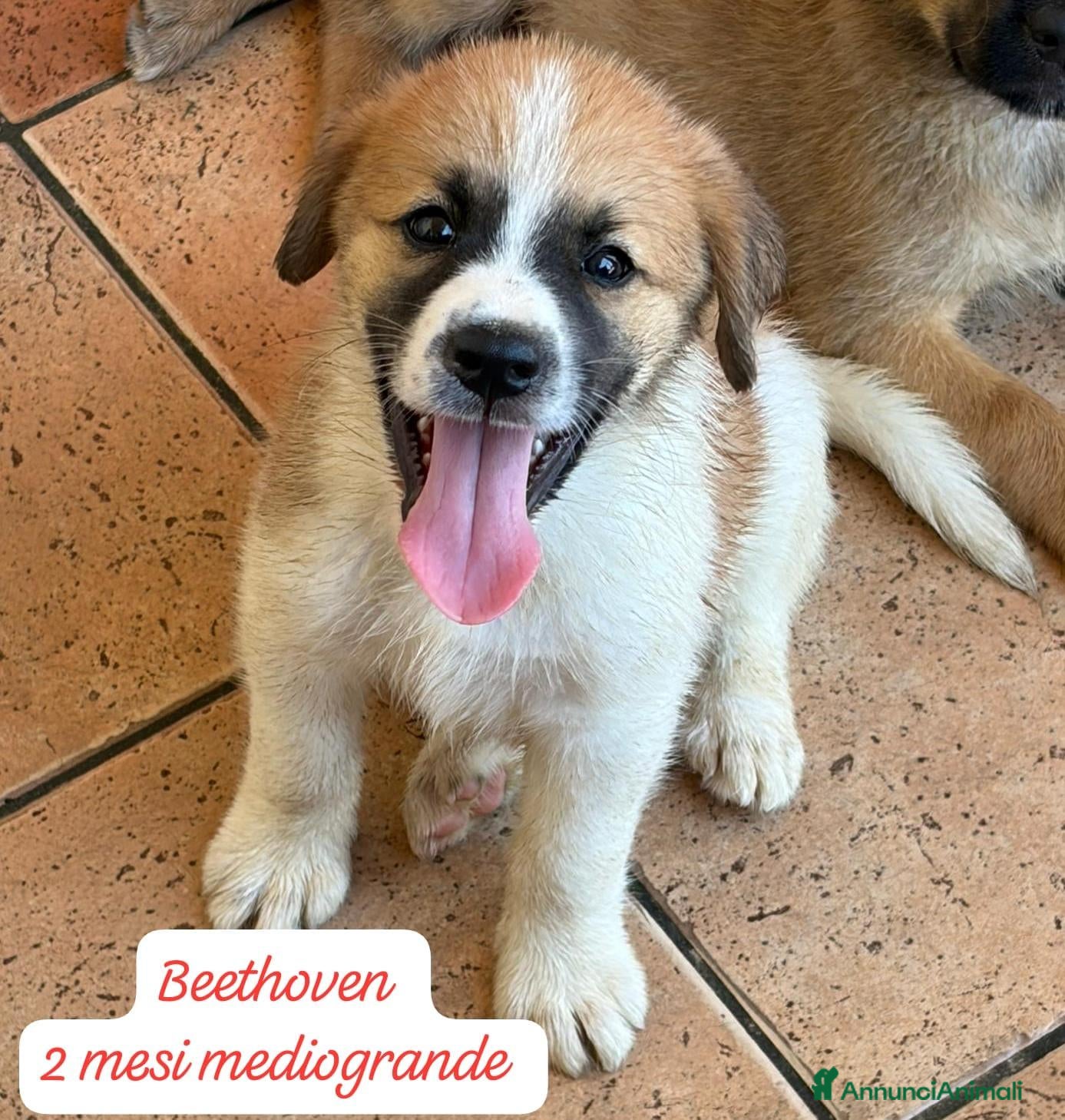 Meticcio cani Trovatelli cercano urgentemente casa  - Annuncio 1