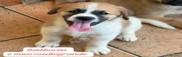 Meticcio cani in regalo: Trovatelli cercano urgentemente casa  a Provincia di Monza e della Brianza - Annuncio 1