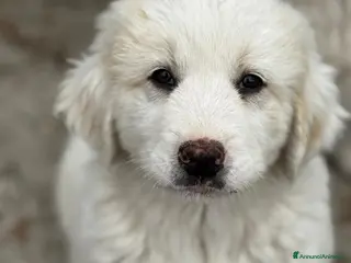 Meticcio cani Babà taglia grande - Annuncio 6