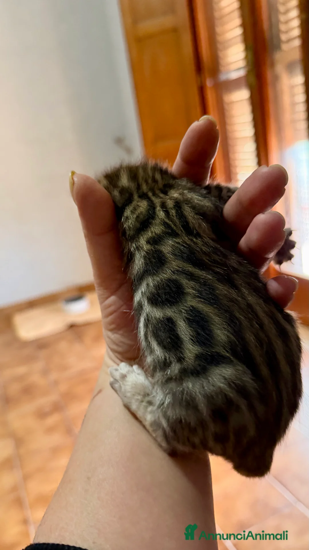 Bengala gatti in vendita: gatto bengala  - Annuncio 3