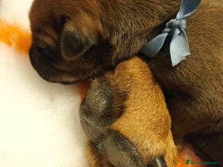 Rhodesian Ridgeback cani Cuccioli Rhodesian Ridgeback - Annuncio 1