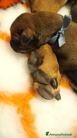 Rhodesian Ridgeback cani - Annuncio 1