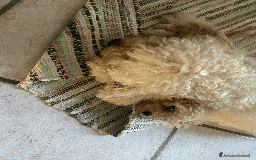 Barboncino cani in vendita: BARBONCINO CHAMPAGNE IN VENDITA a Provincia di Salerno - Immagine 3
