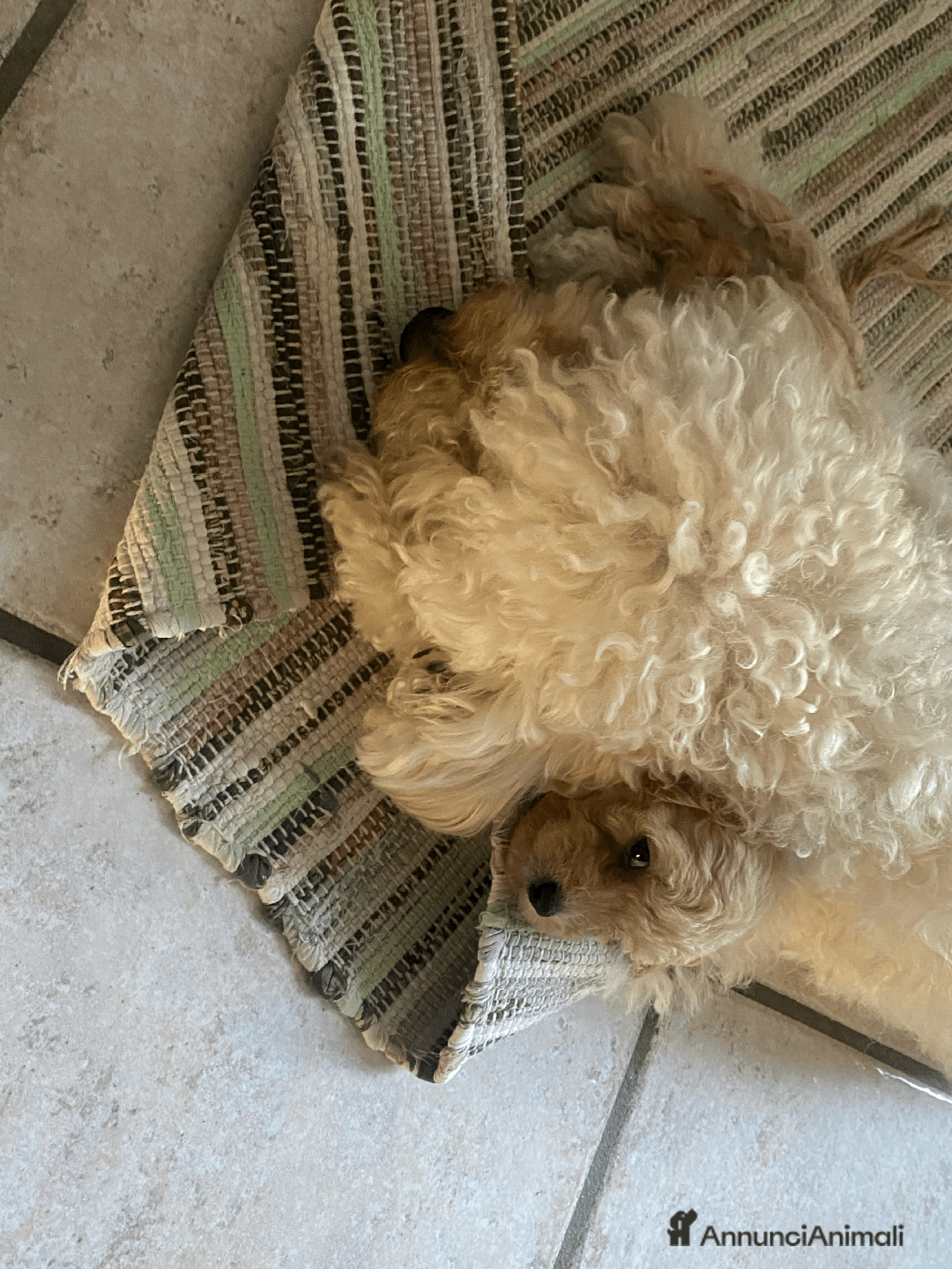 Barboncino cani in vendita: BARBONCINO CHAMPAGNE IN VENDITA a Provincia di Salerno - Immagine 3