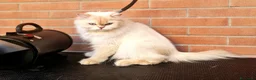 British gatti in vendita: DA RIPRODUZIONE GATTA BRITISH LONGHAIR  - Annuncio 4