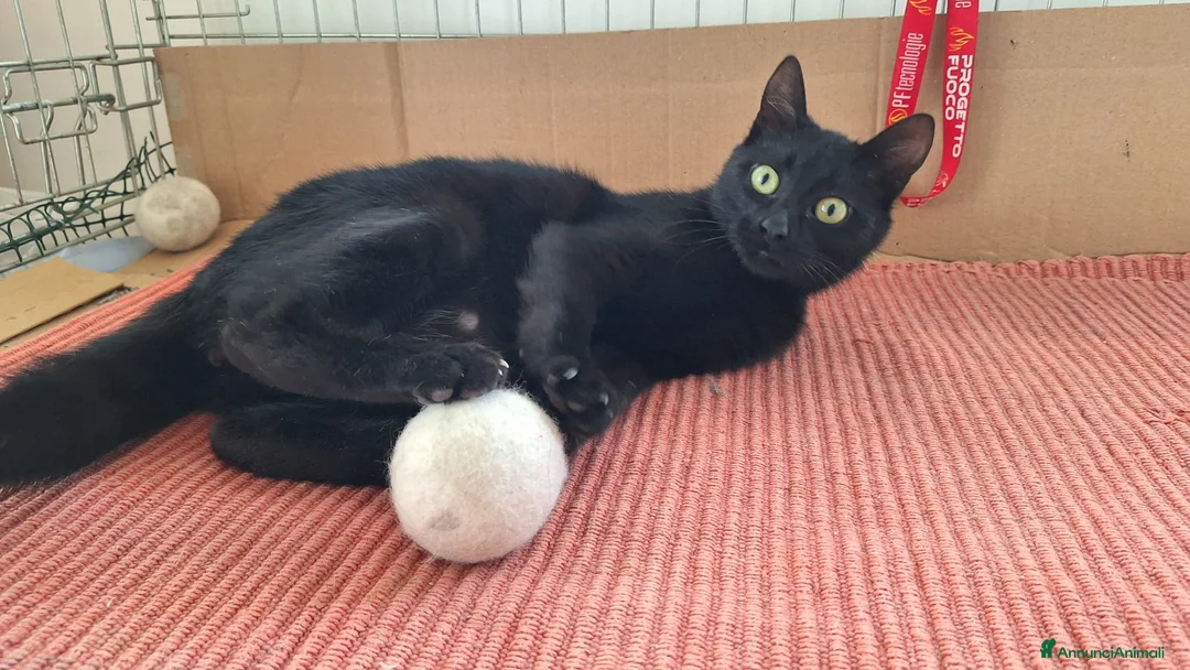 Europeo gatti in regalo: Sofia 6 mesi di dolcezza tutta da conquistare  - Annuncio 11