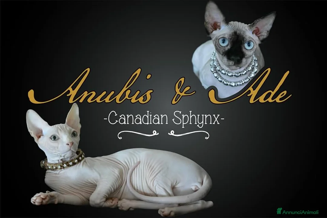 Sphynx gatti in vendita: Sphynx  a Città metropolitana di Roma Capitale - Annuncio 4