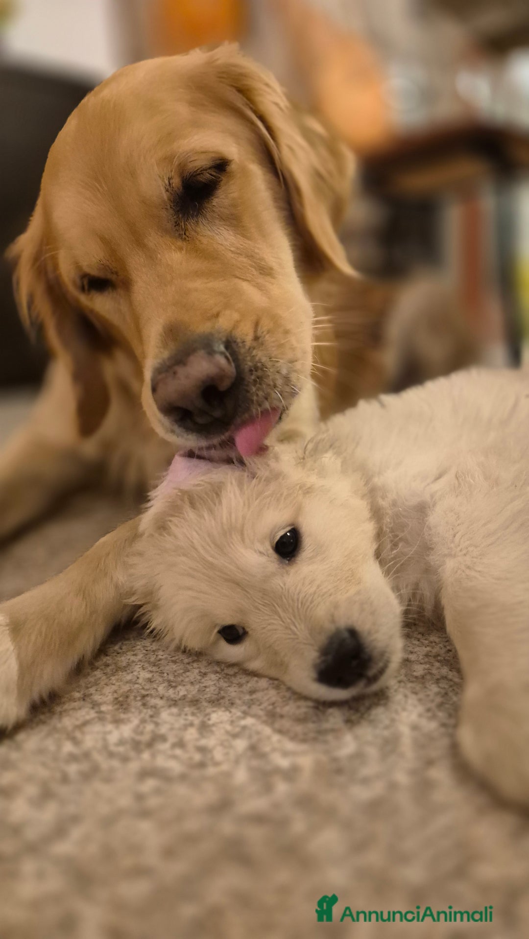 Golden Retriever cani in vendita: Cucciole di Golden Retriever - Annuncio 22