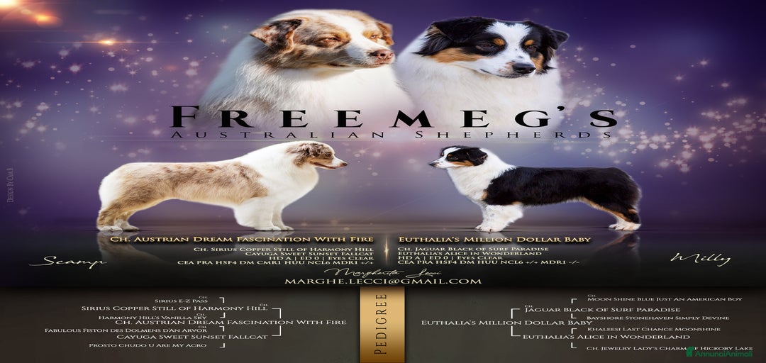 Immagine della galleria {{count}}