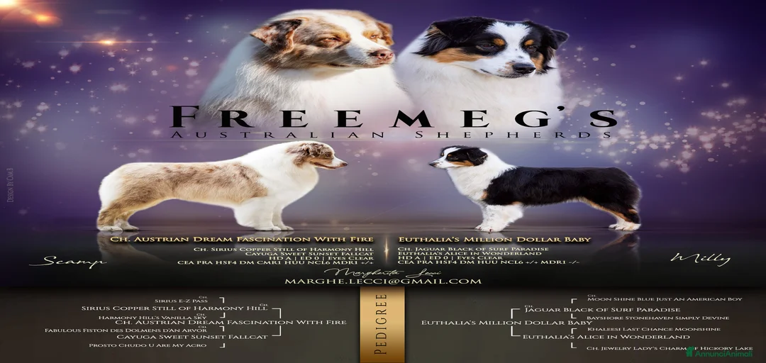 Immagine della galleria {{count}}