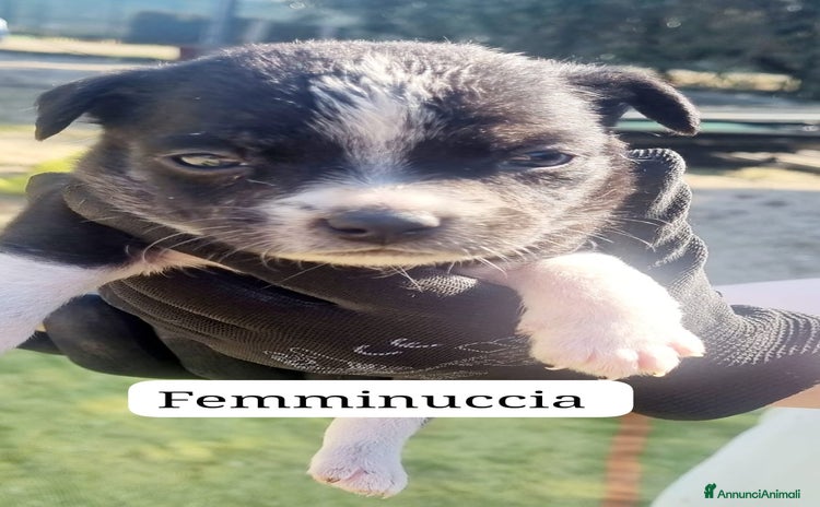 Altre razze cani - Annuncio 4