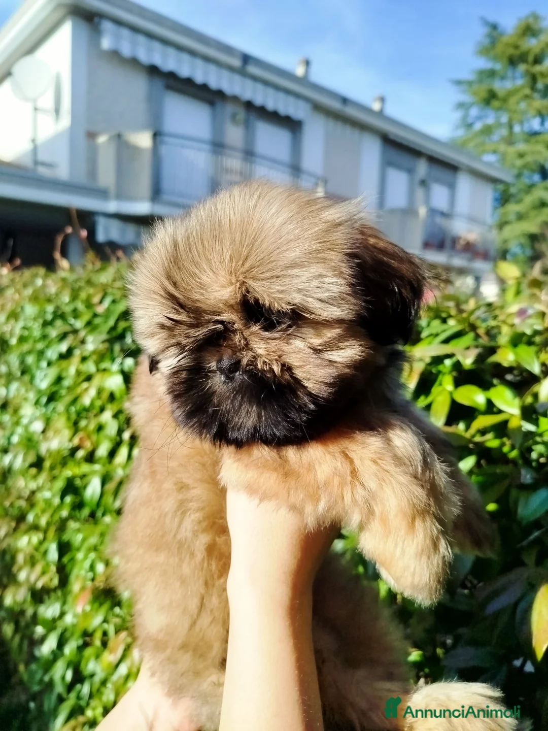 Shih Tzu cani in vendita: Ultima cucciola disponibile  a Provincia di Rieti - Annuncio 5