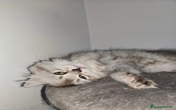 Scottish gatti in vendita: Femminuccia Scottish  a Provincia di Pavia - Immagine 5