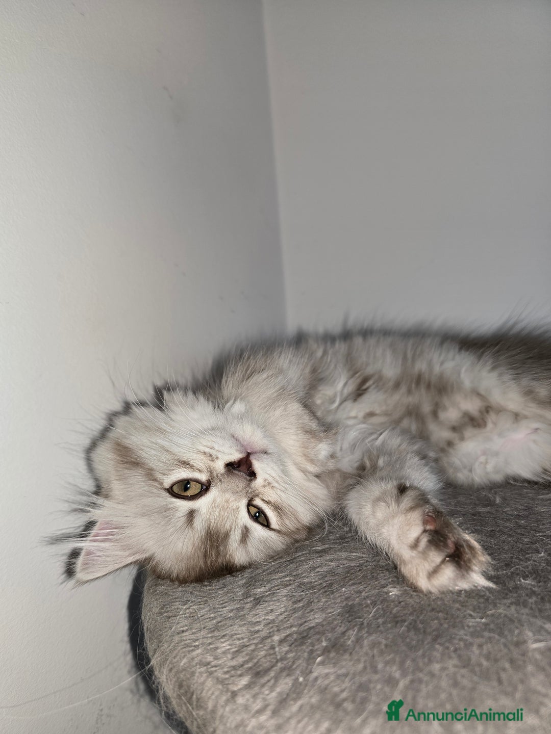 Scottish gatti in vendita: Femminuccia Scottish  a Provincia di Pavia - Immagine 5