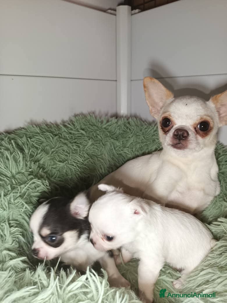 Chihuahua cani Due piccoli Chihuahua, nati il 30 settembre 2025 - Annuncio 26