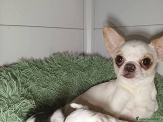 Chihuahua cani Due piccoli Chihuahua, nati il 30 settembre 2025 - Annuncio 7