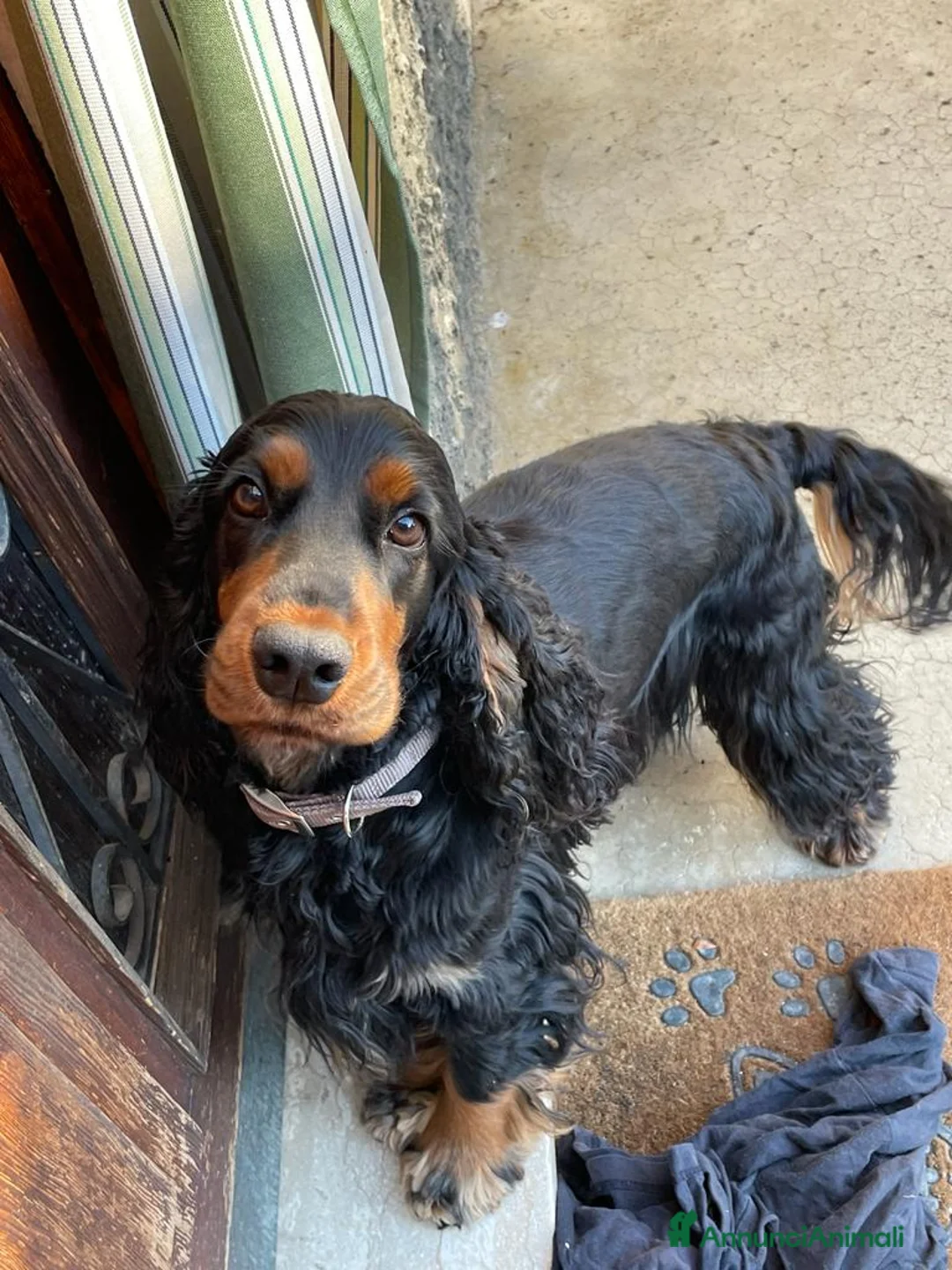 Cocker cani per accoppiamento: Cocker Nero Focato a Provincia di Vicenza - Annuncio 3