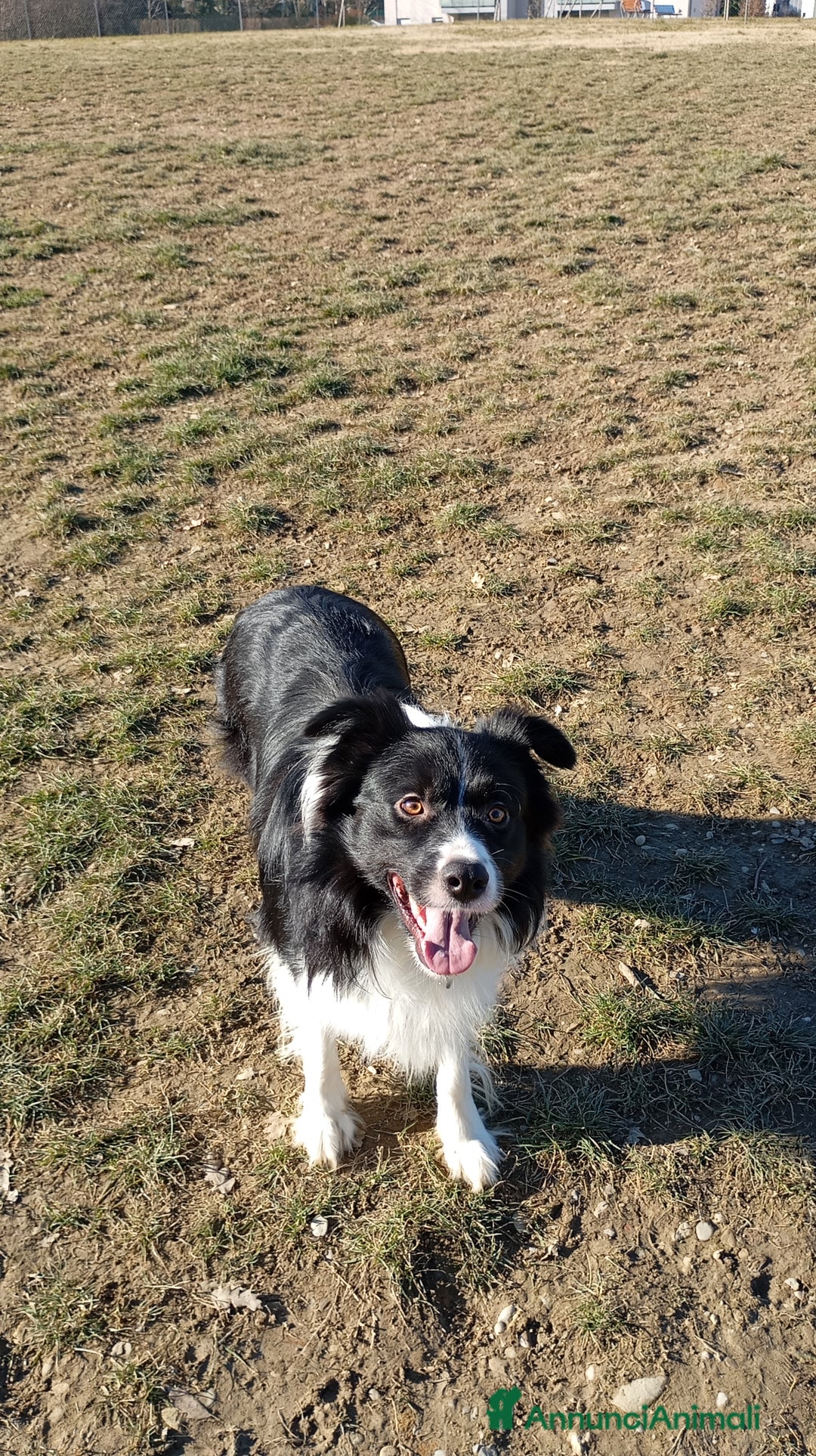 Border Collie cani per accoppiamento: Accoppiamento  - Annuncio 4