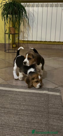 Beagle cani - Annuncio 2