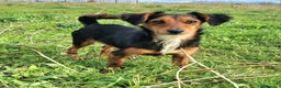 Meticcio cani in regalo: Weeny e Withcy 7 mesi taglia mini - Annuncio 2