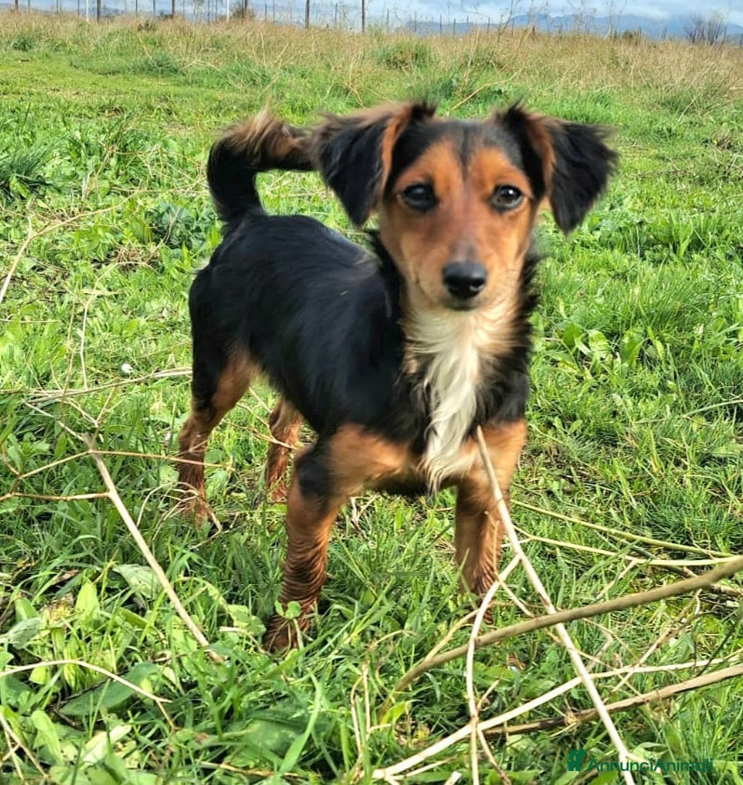 Meticcio cani in regalo: Weeny e Withcy 7 mesi taglia mini - Annuncio 2