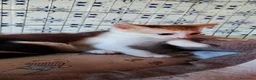 Meticcio gatti in regalo: Sole adorabile gattino a Città Metropolitana di Bologna - Annuncio 4