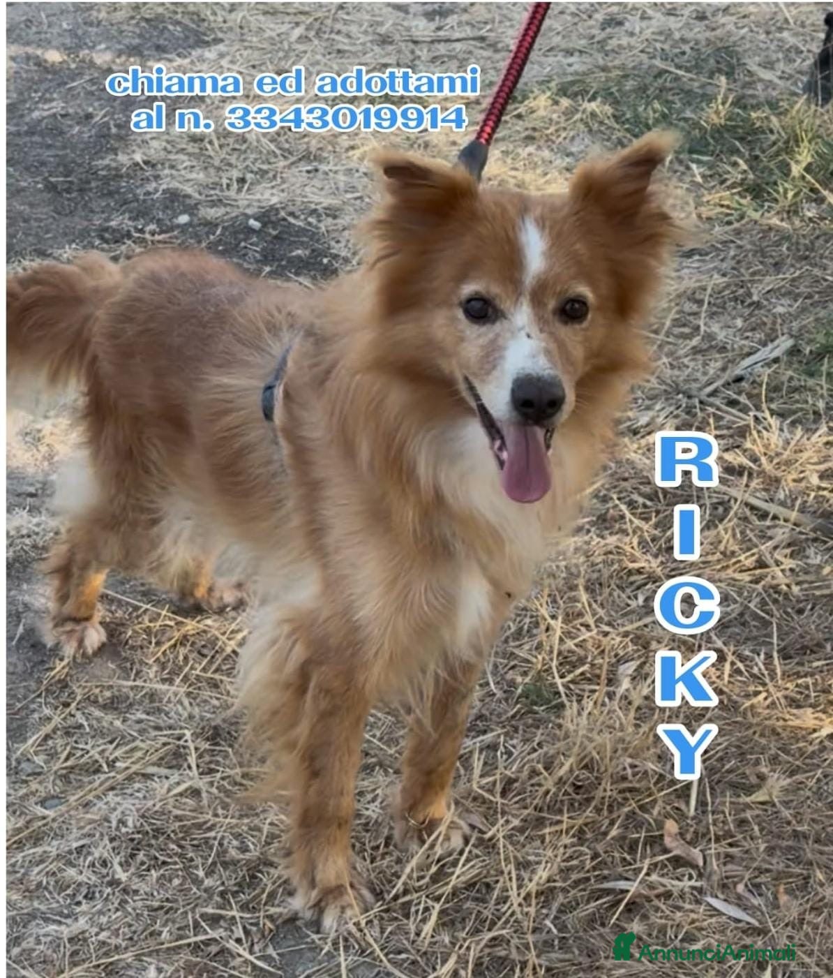 Meticcio cani RICKY 💙 QUESTO SORRISO MERITA UNA CASA🙏🏻🥹 - Annuncio 36