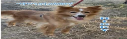 Meticcio cani in regalo: RICKY 💙 QUESTO SORRISO MERITA UNA CASA🙏🏻🥹 a Provincia di Novara - Annuncio 1