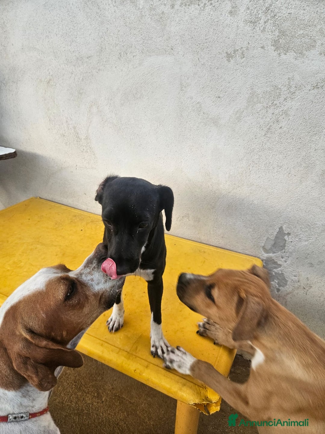 Meticcio cani in regalo: Beatrice: cucciolotta taglia contenuta socievole  a Città Metropolitana di Genova - Immagine 25