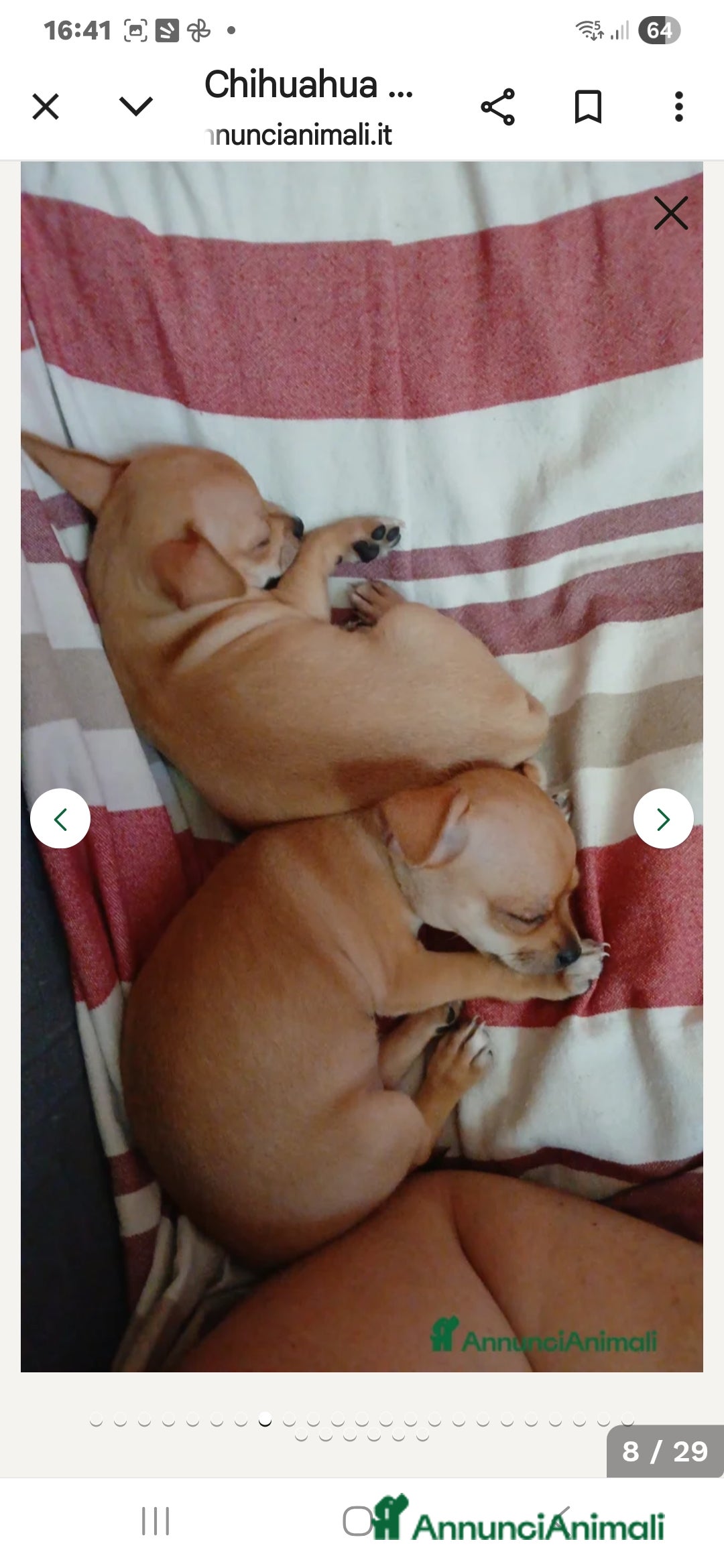 Chihuahua cani in vendita: Cuccioli chihuahua - Annuncio 31