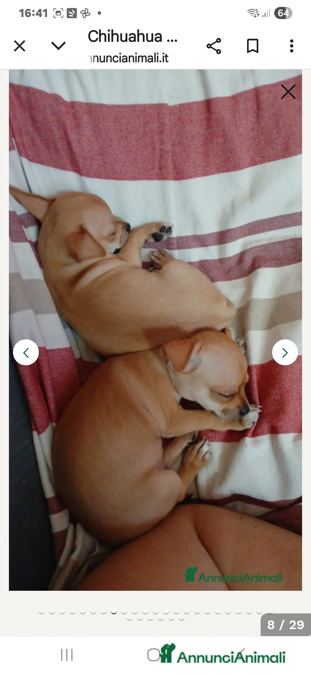Chihuahua cani in vendita: Cuccioli chihuahua - Annuncio 31