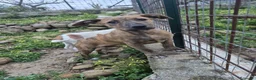 Meticcio cani in regalo: Cuccioli 3mesi BUTTATI SENZA PIETÀ!CATANIA SOS   - Annuncio 4