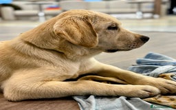 Labrador cani in vendita: Cucciolo Labrador  Giallo Disponibile da subito  a Provincia di Lucca - Immagine 5