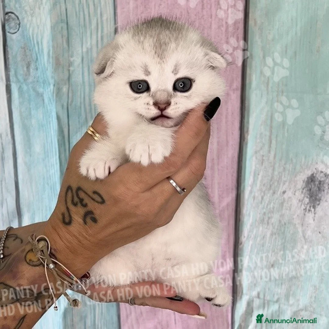 Scottish gatti in vendita: Cucciole Scottish Fold - Annuncio 25