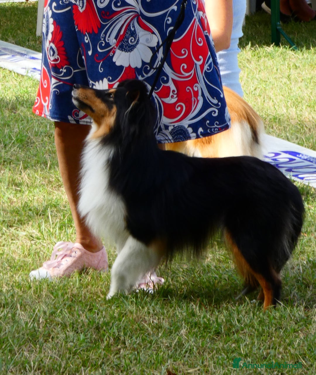 Shetland Sheepdog cani in vendita: Cuccioli Shetland sheepdog a Provincia di Alessandria - Immagine 11