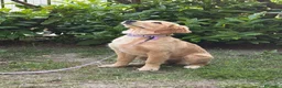 Golden Retriever cani in vendita: Cuccioli di golden Retriever  - Annuncio 21