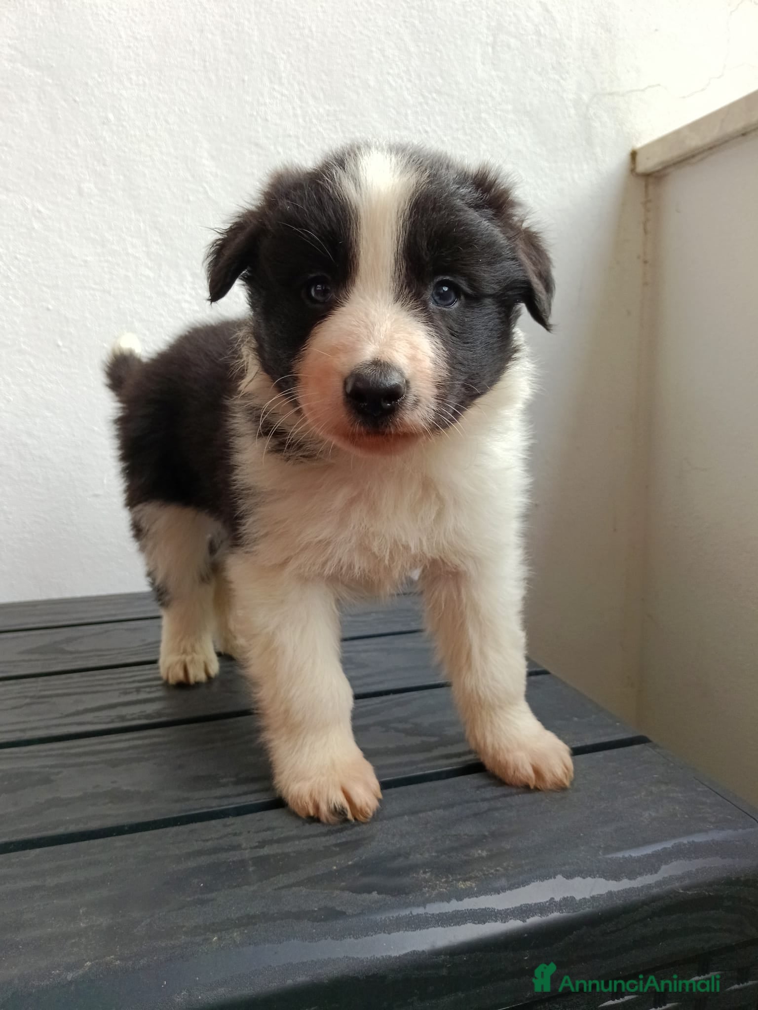 Border Collie cani Cuccioli di Border Collie - Annuncio 2