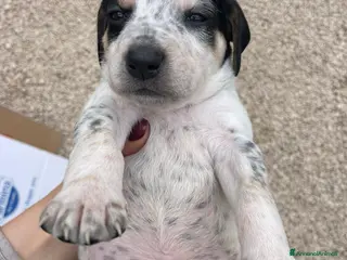 Segugio cani APOLLO COSMO LEONE ORIONE a Città metropolitana di Roma Capitale - Annuncio 2