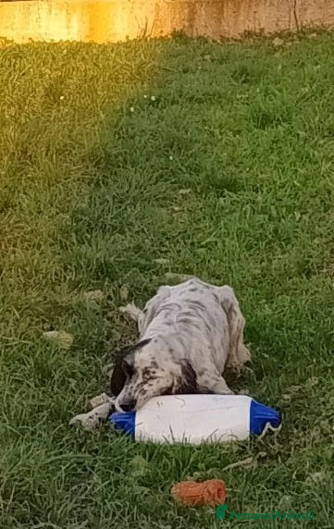 Setter Inglese cani in regalo: OTELLO adora giocare! a Città Metropolitana di Torino - Annuncio 2