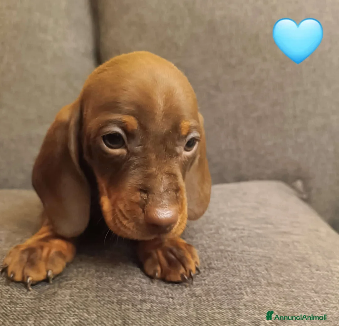 Bassotto cani in vendita: Maschietti di bassotto Pedigree Enci disponibili  - Annuncio 5