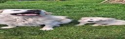 Pastore Maremmano cani in vendita: cucciole di maremmano - Annuncio 3
